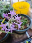 紫色小花綻放于花盆中