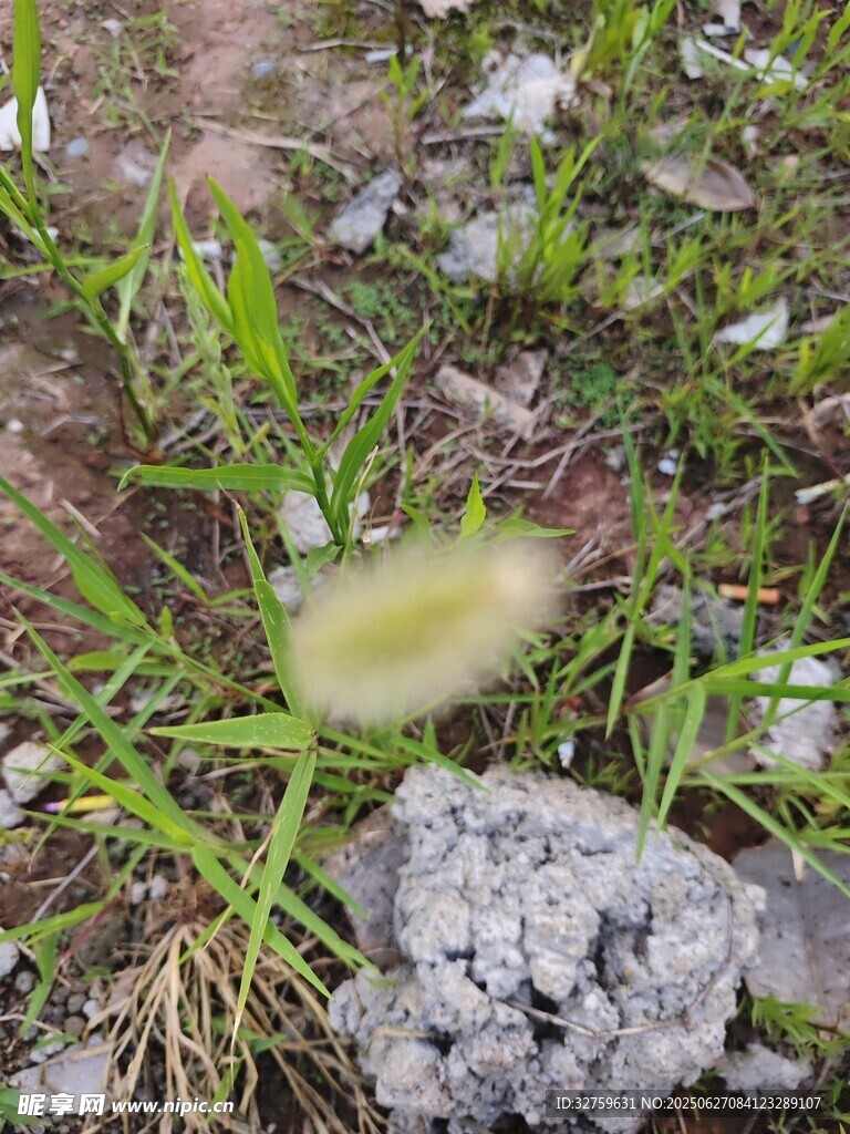 草叢中的毛茸茸植物
