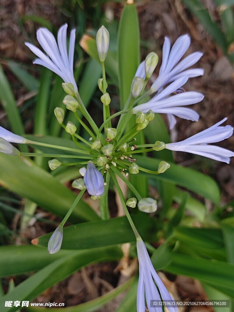 藍花綻放的清新植物