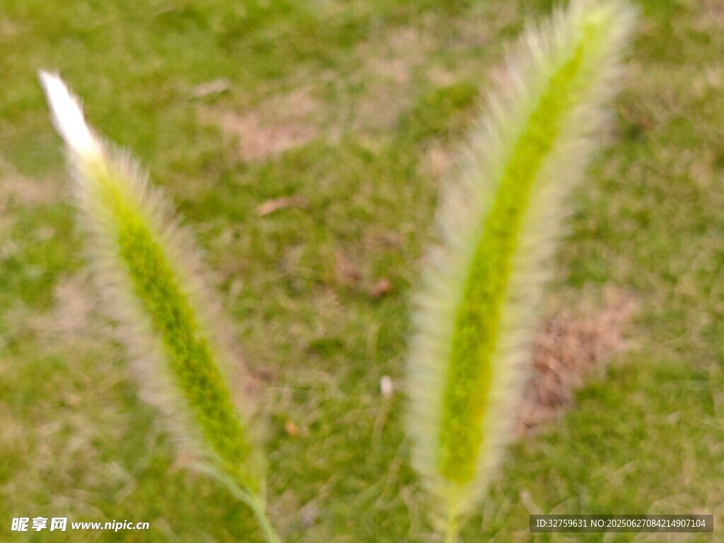 嫩綠狗尾草特寫
