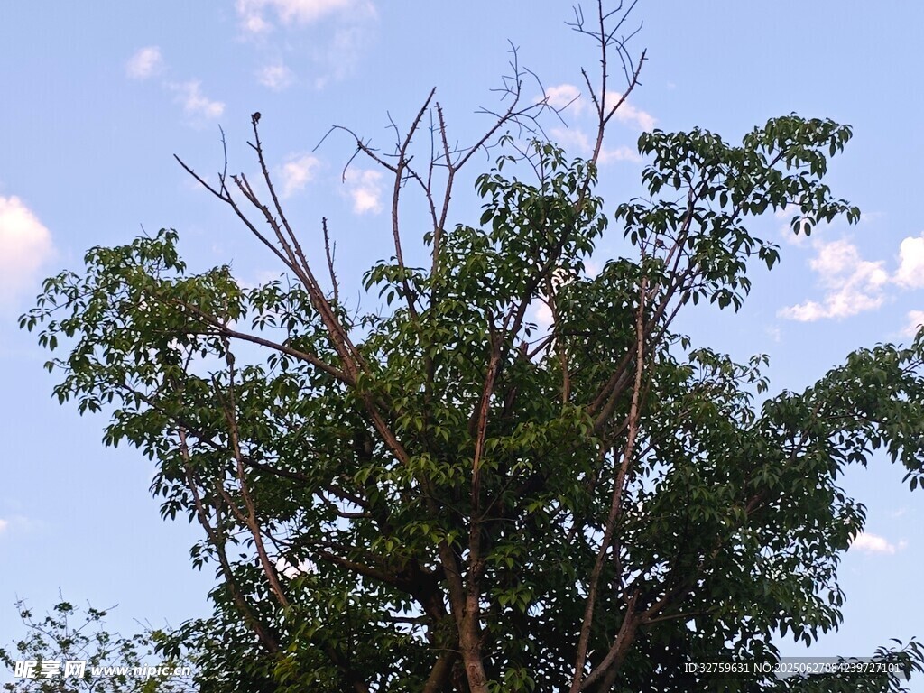 枯榮并存的樹木景觀