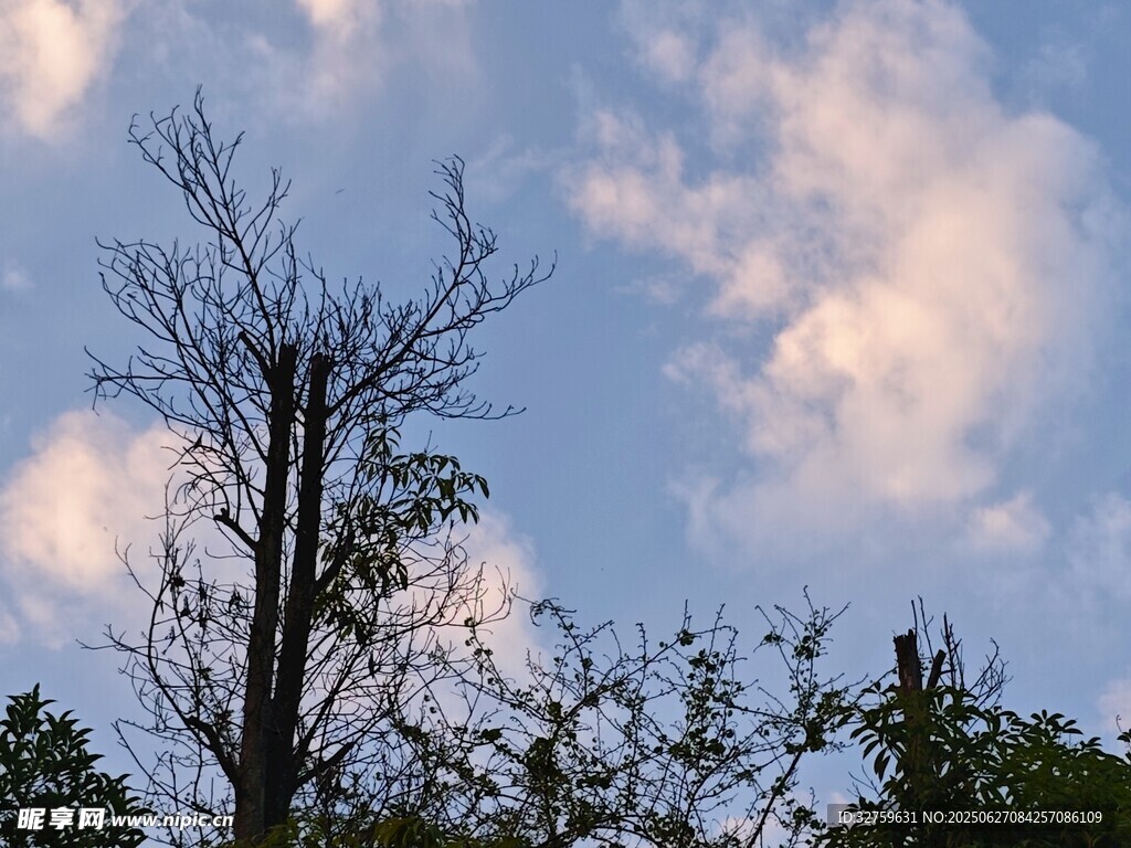 枯樹挺立在藍(lán)天白云下