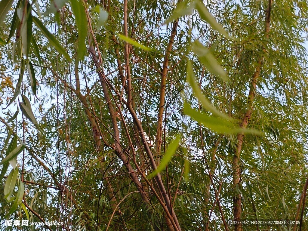 茂密枝葉間的自然景致