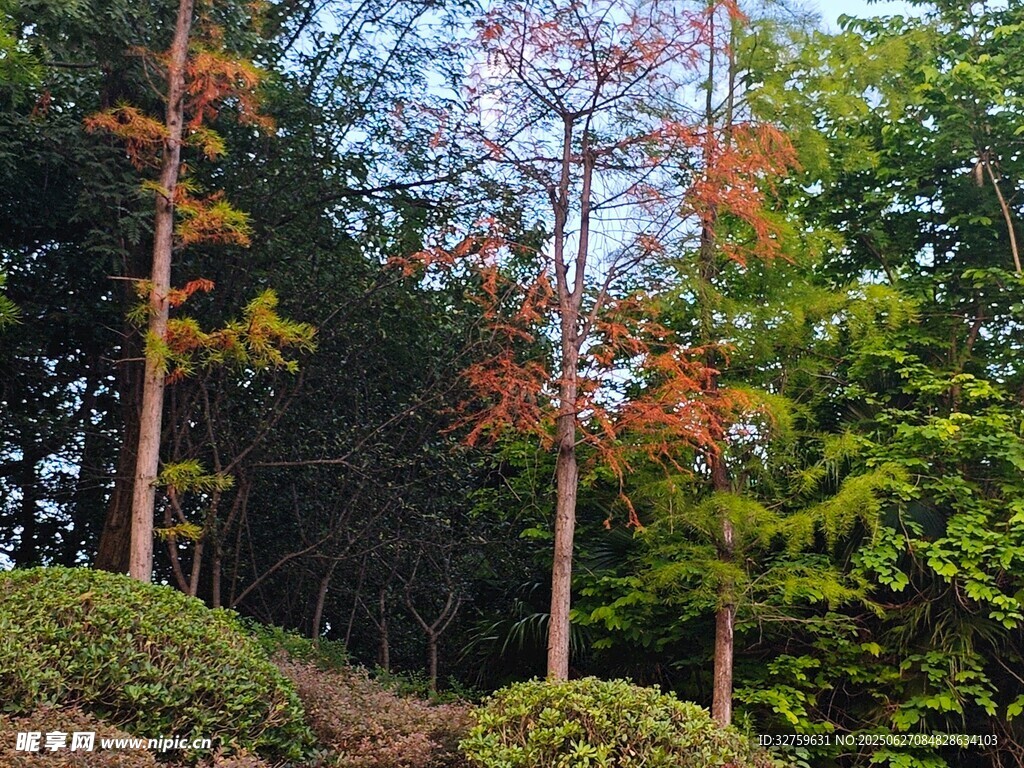 秋日多彩樹木景觀