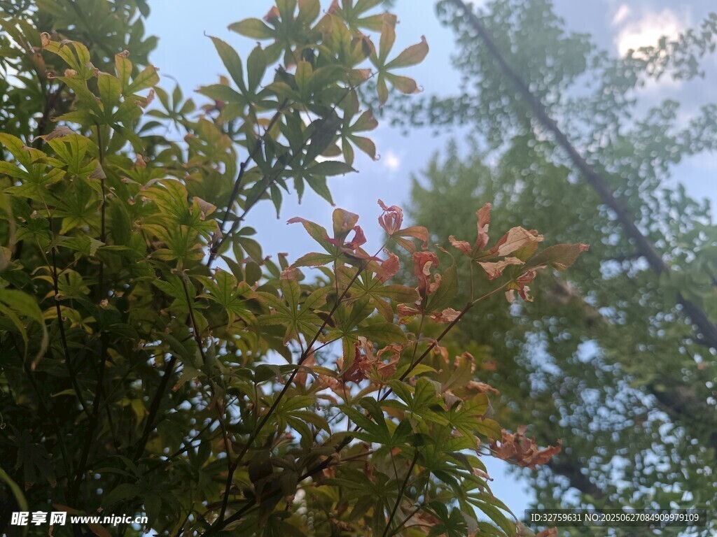 仰視繁茂枝葉與藍天