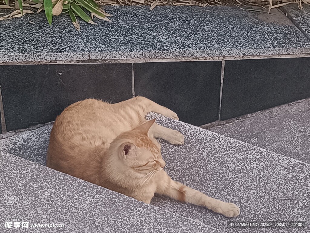 橘貓愜意躺于石階縫隙