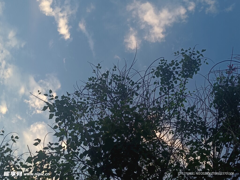 藍(lán)天樹(shù)梢間的夢(mèng)幻云彩