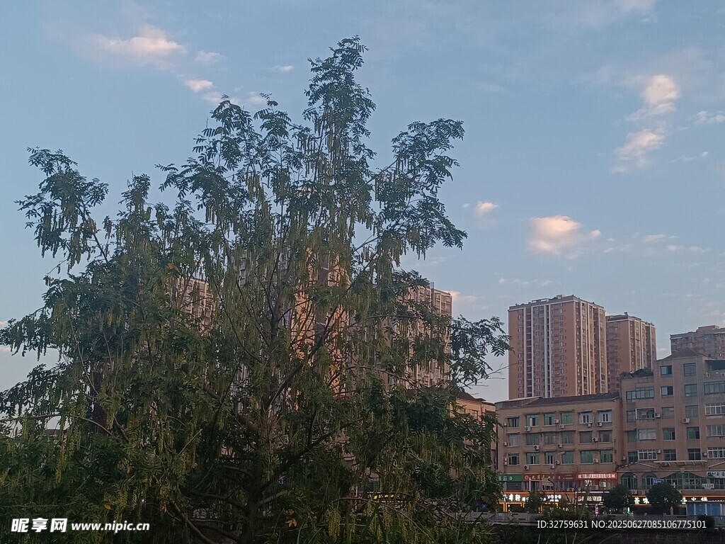 城市中繁茂樹木與建筑景觀