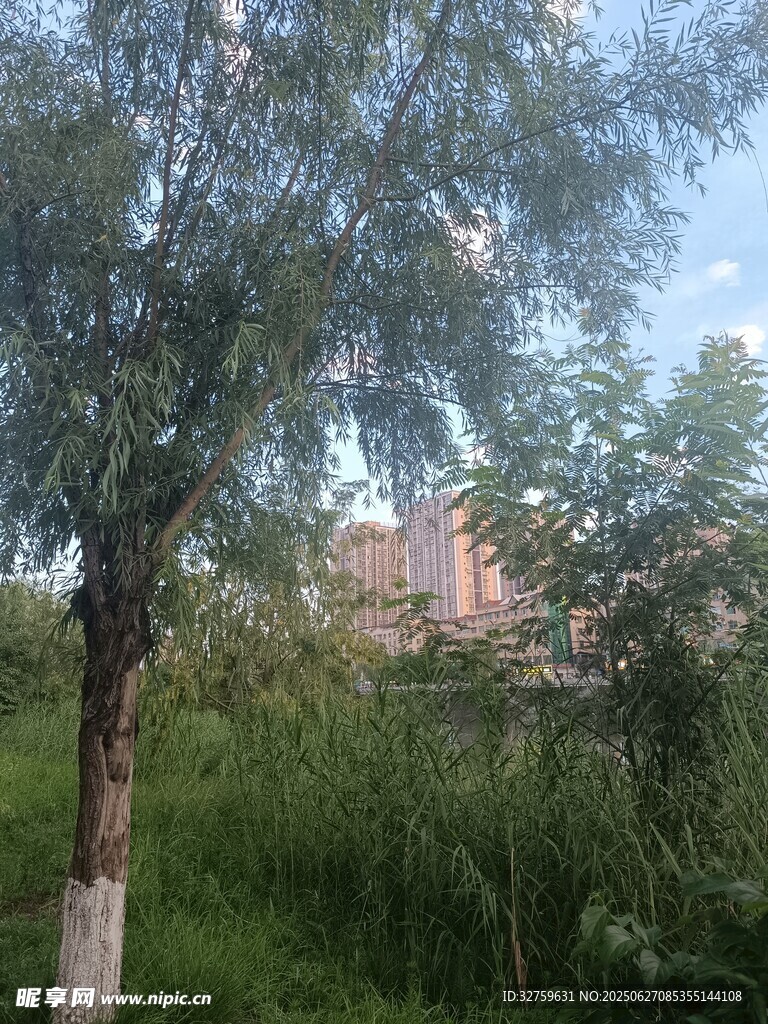 綠樹