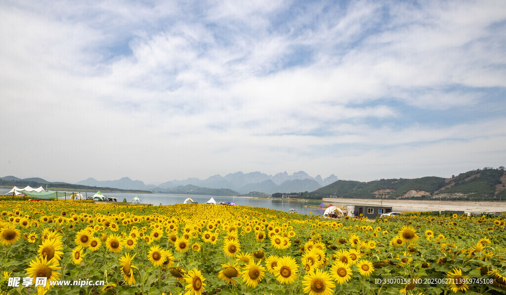湖畔花海露營地