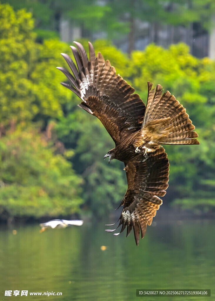 雄鷹展翅