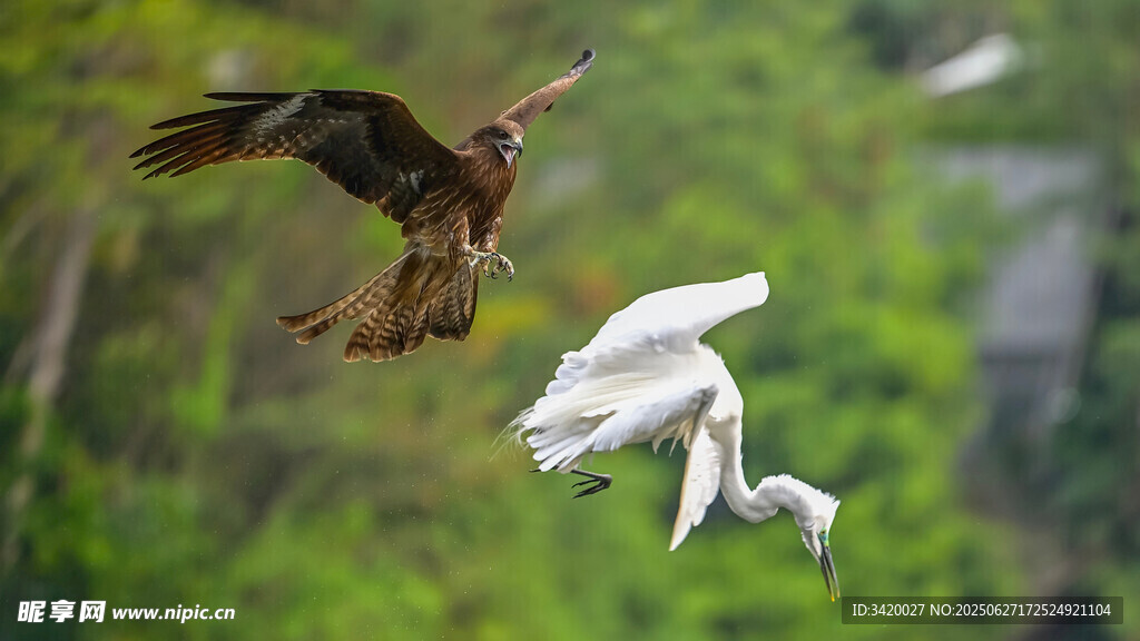 黑耳鳶和白鷺