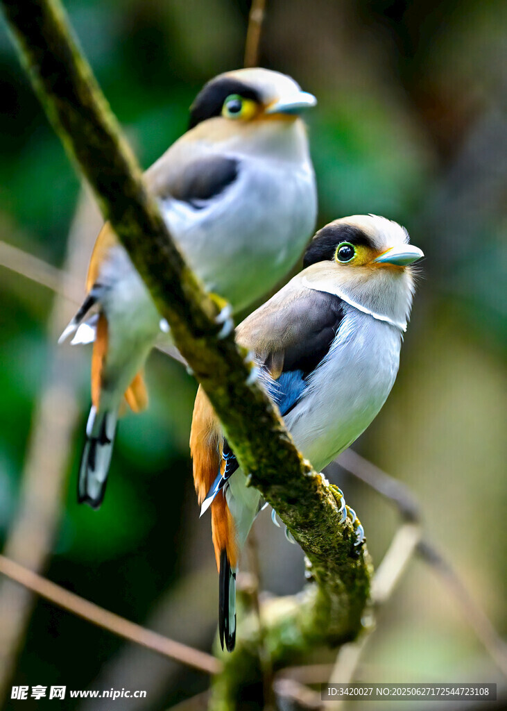 雙鳥棲枝