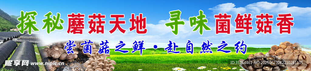 蘑菇大棚