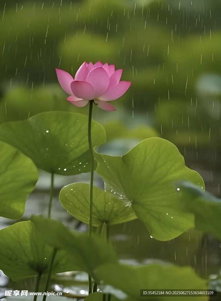 荷花