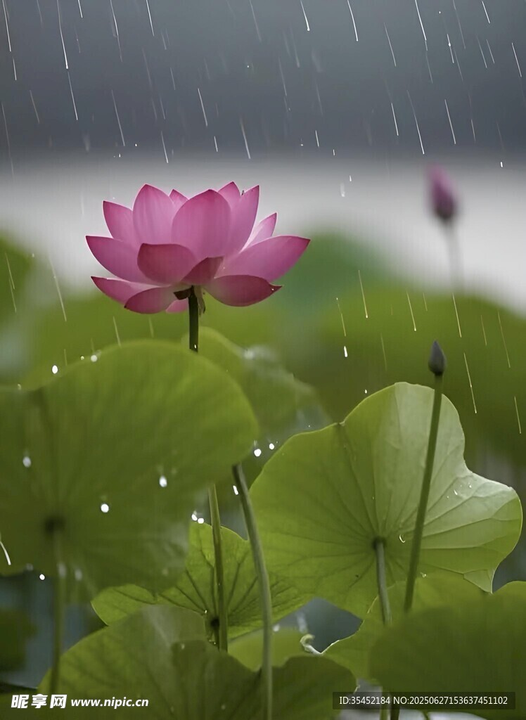 荷花