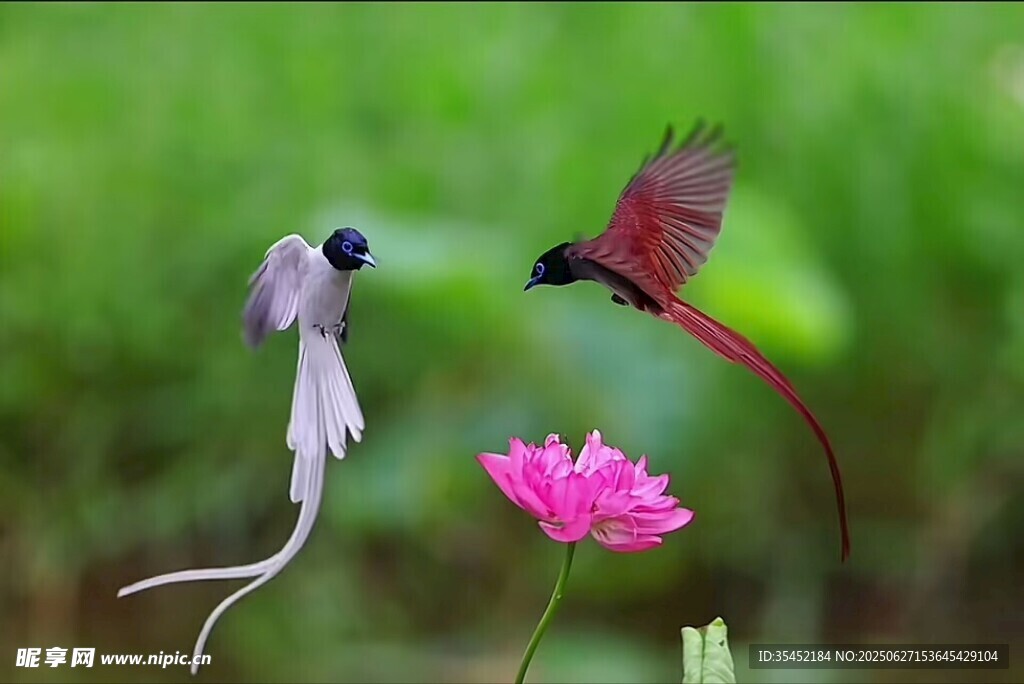 雙鳥
