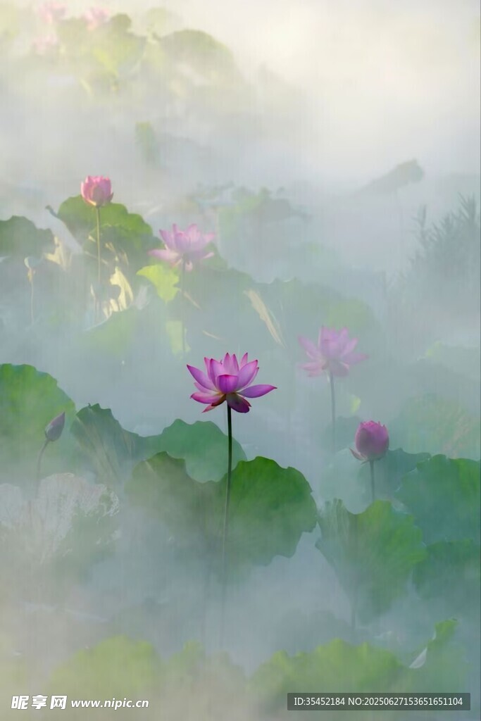 荷花
