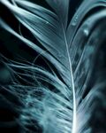 幽藍(lán)羽毛特寫