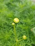 綠色草叢中的黃色小花