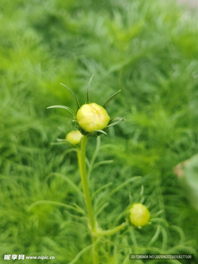 綠色草叢中的黃色小花