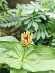 綠葉間綻放的黃色小花