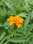 單朵橙色萬壽菊綻放綠葉間