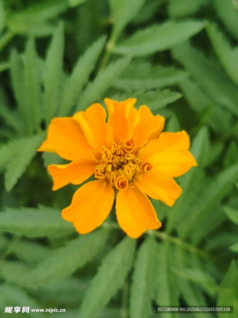 單朵黃色萬壽菊綻放