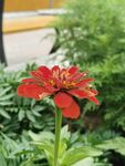 嬌艷紅色花朵綻放