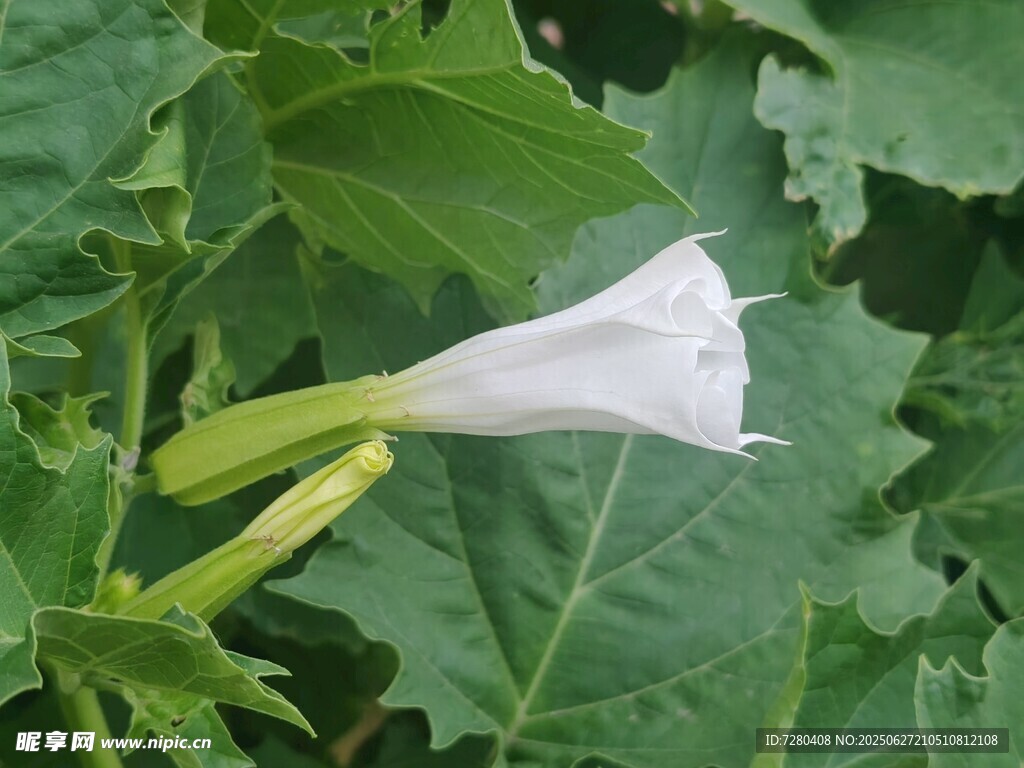 白色喇叭花綻放綠葉間