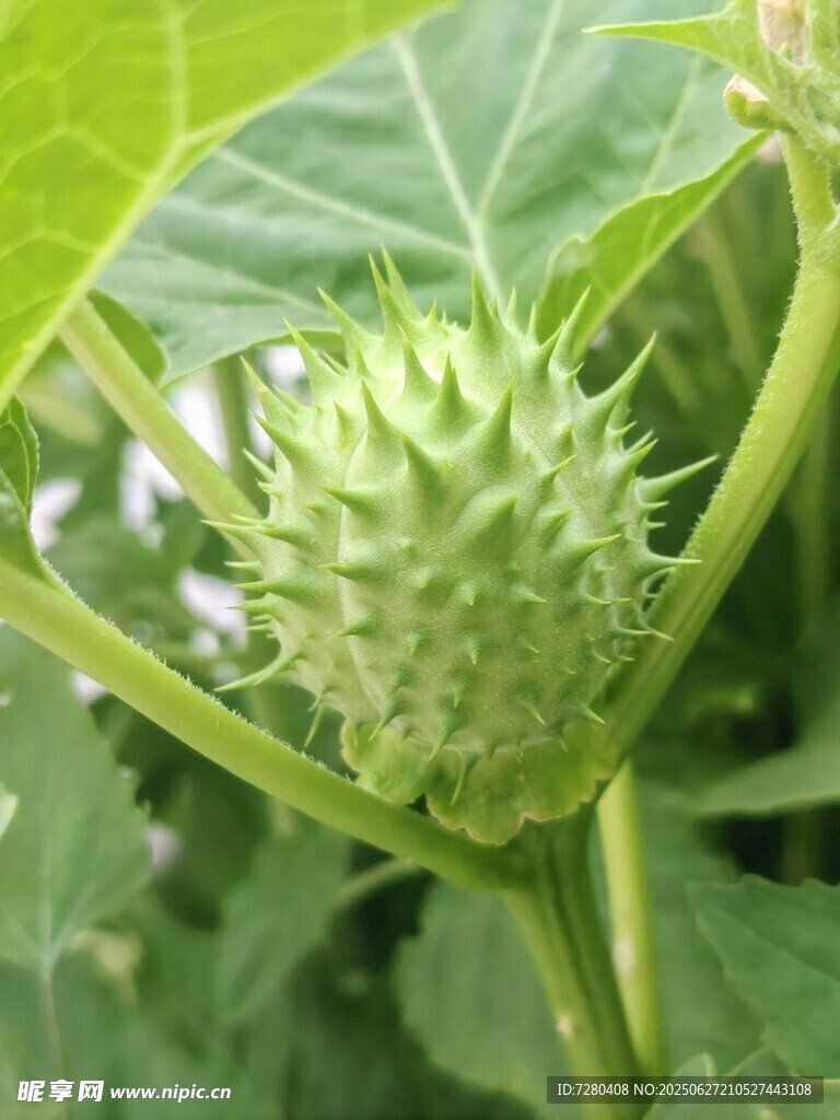 帶刺的綠色曼陀羅果實