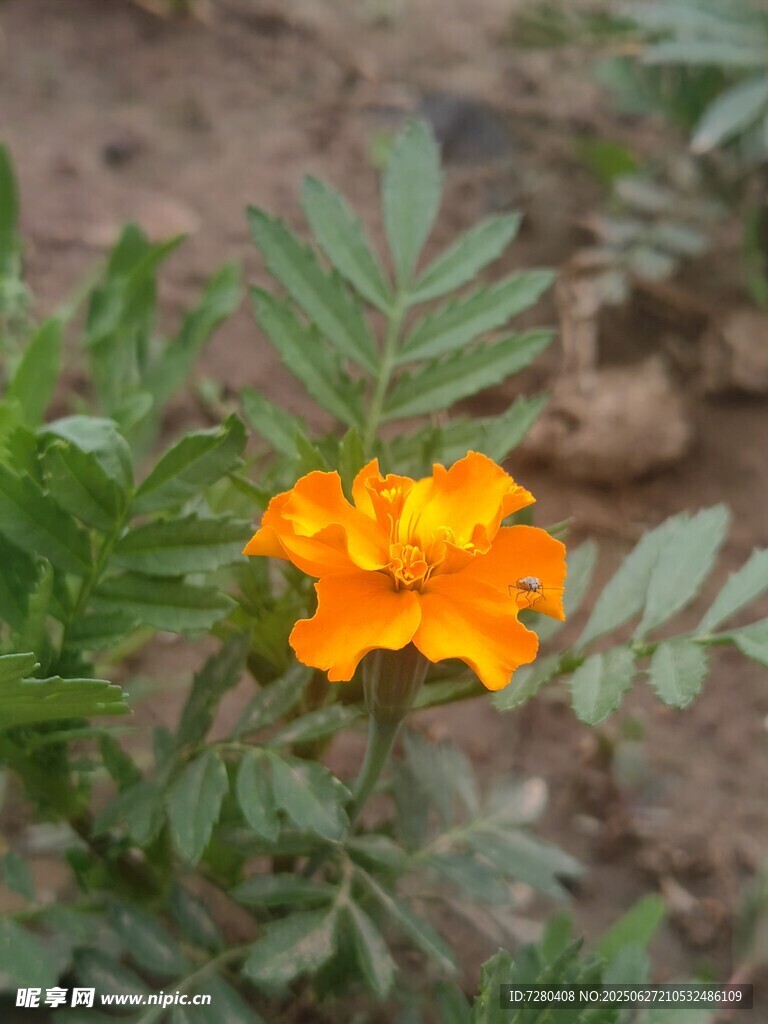橙色萬壽菊綻放