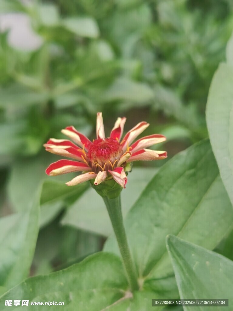 艷麗單株百日菊綻放