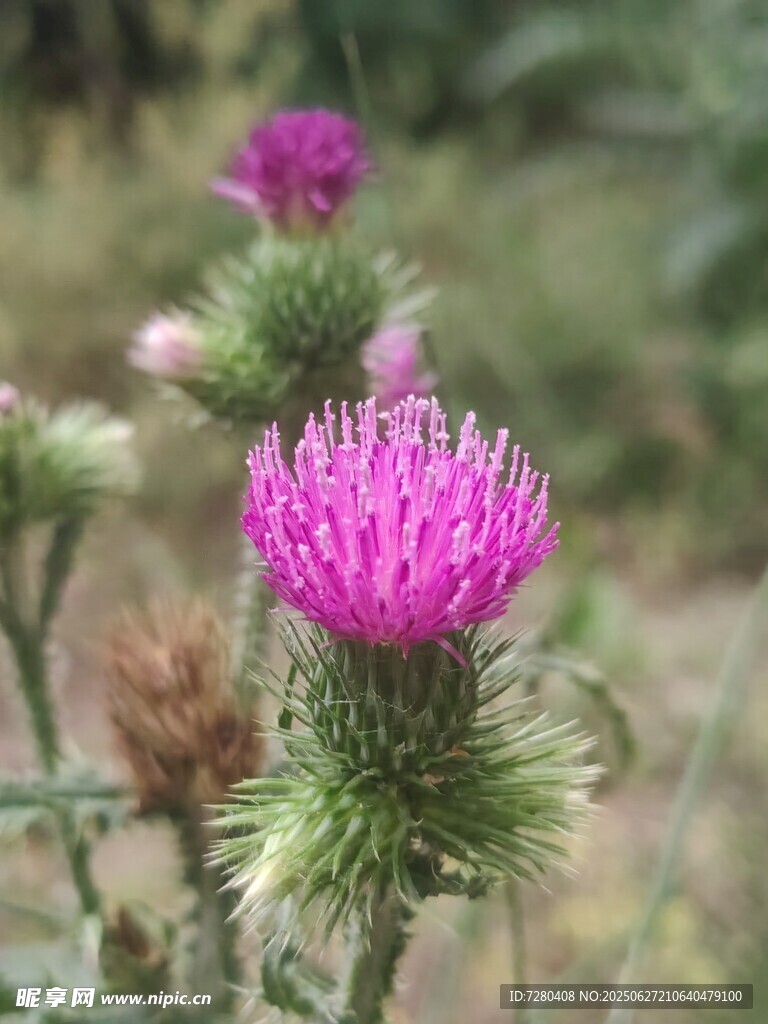 艷麗薊花綻放