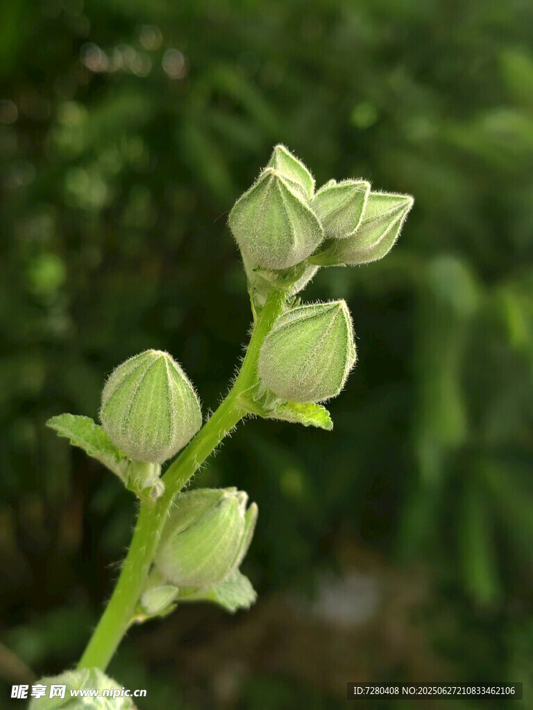 綠色花苞特寫(xiě)