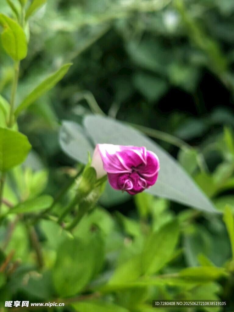嬌艷牽牛花綻放綠葉間