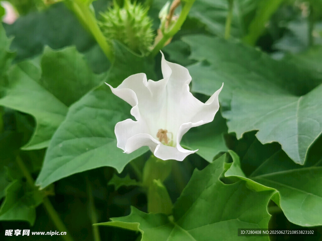 白色曼陀羅花綻放