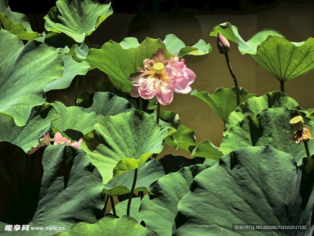 荷花