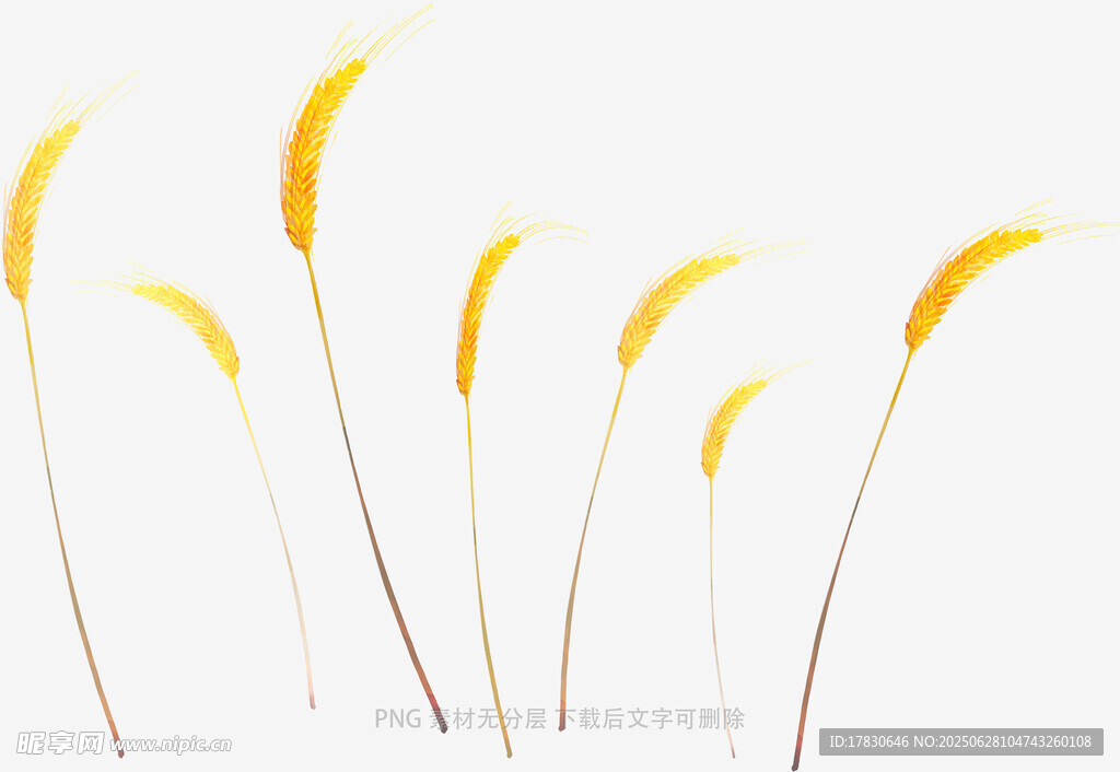 金黃狗尾草特寫(xiě)