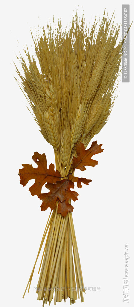 金黃麥穗與紅葉裝飾