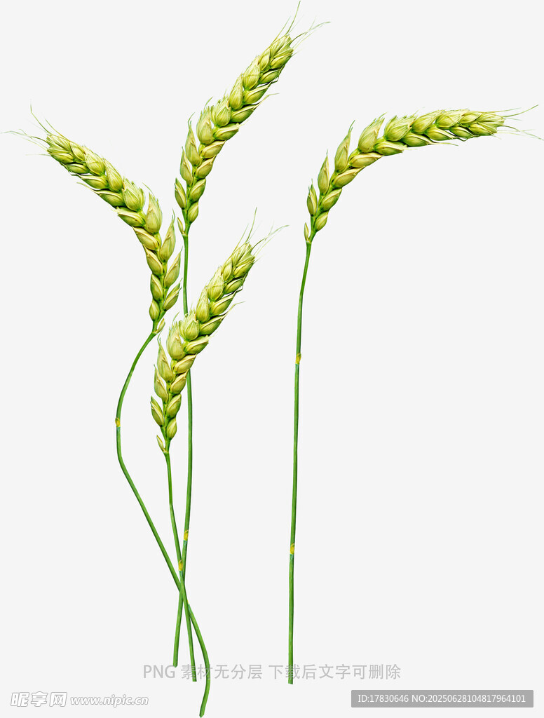 三株麥穗插畫