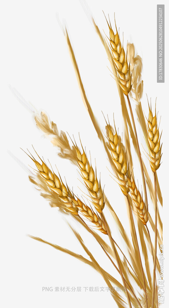 小麥稻穗