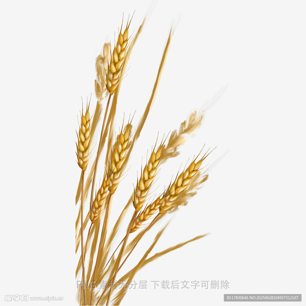 金黃麥穗插畫