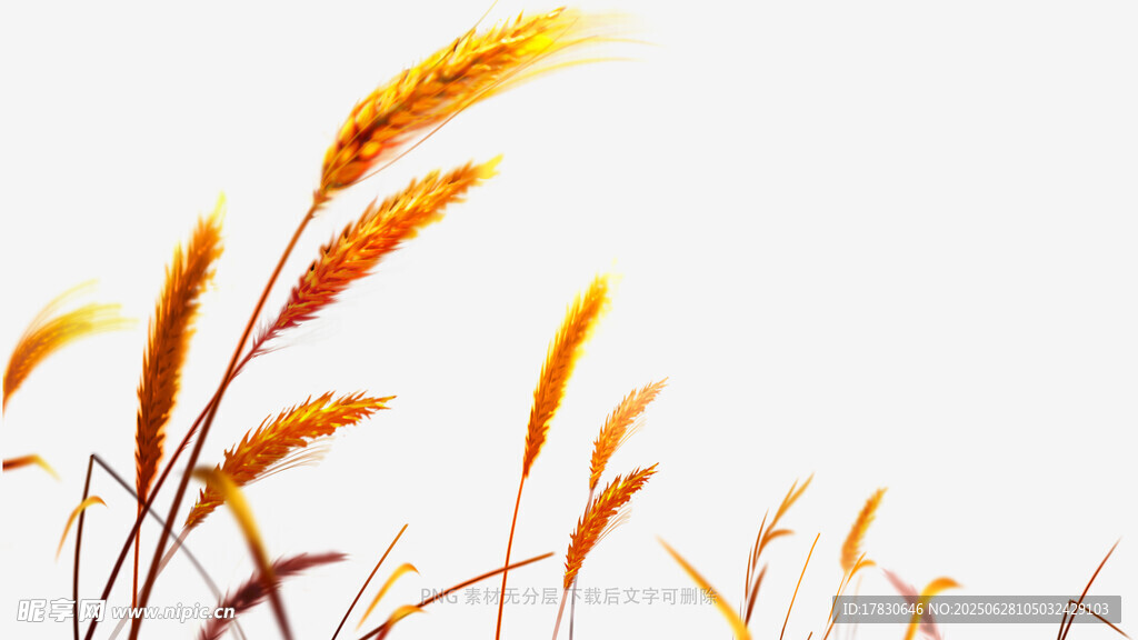 小麥稻穗