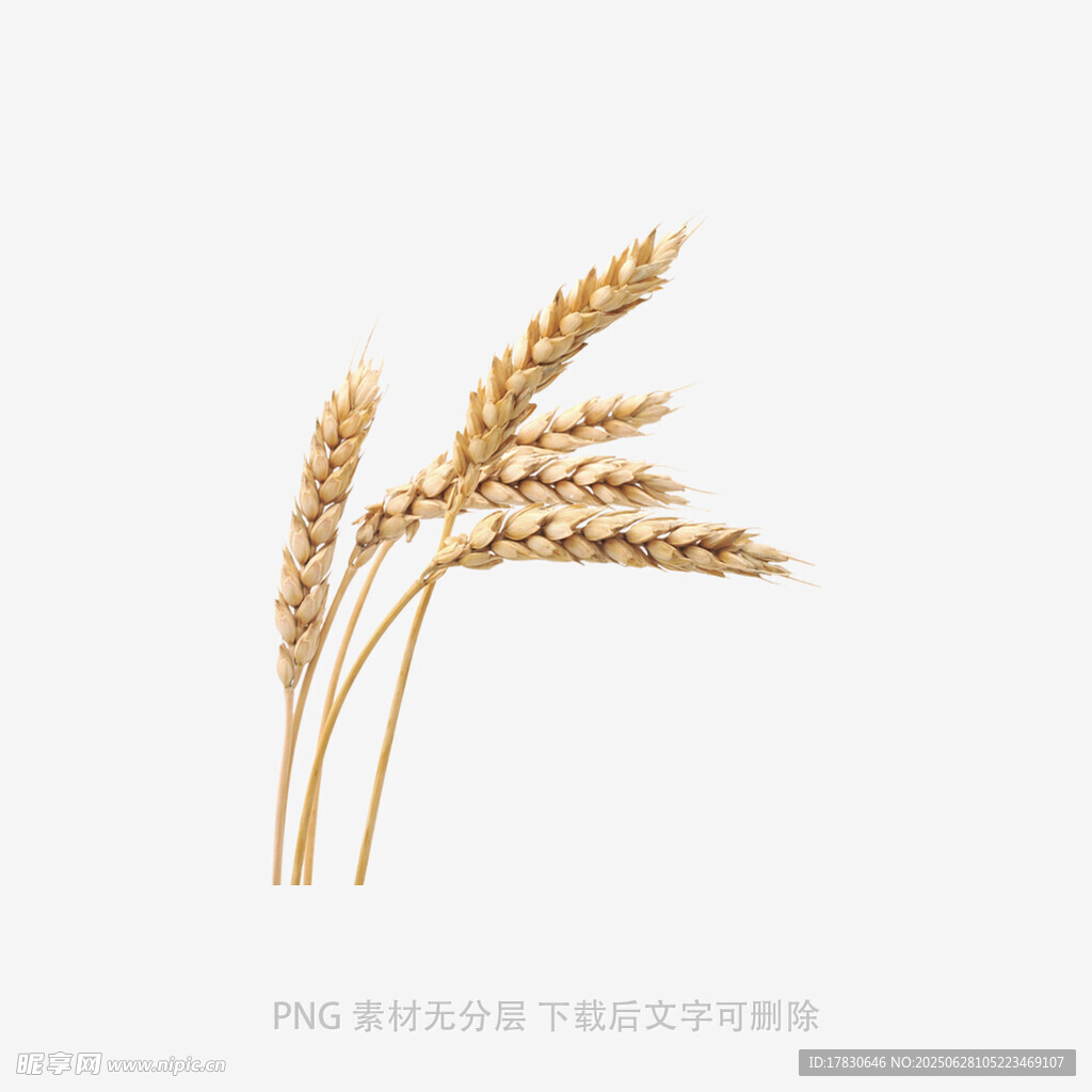 金黃麥穗特寫