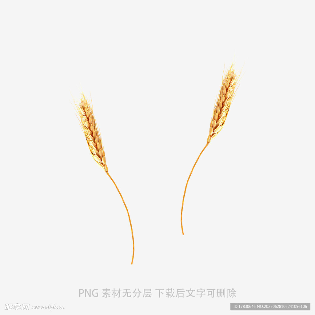 小麥稻穗