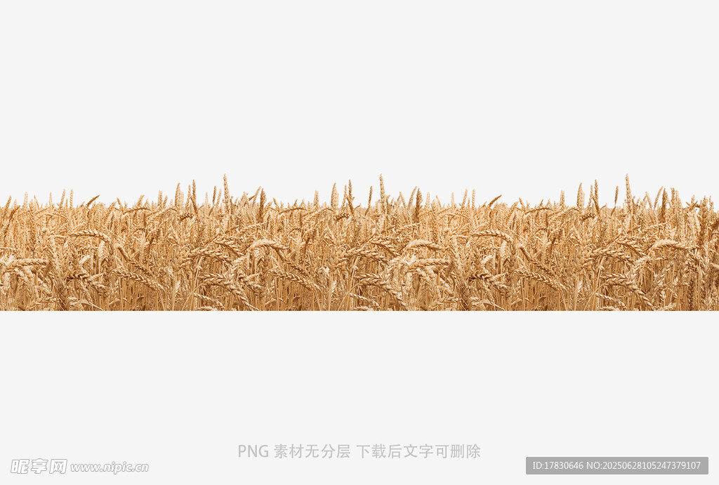 小麥稻穗