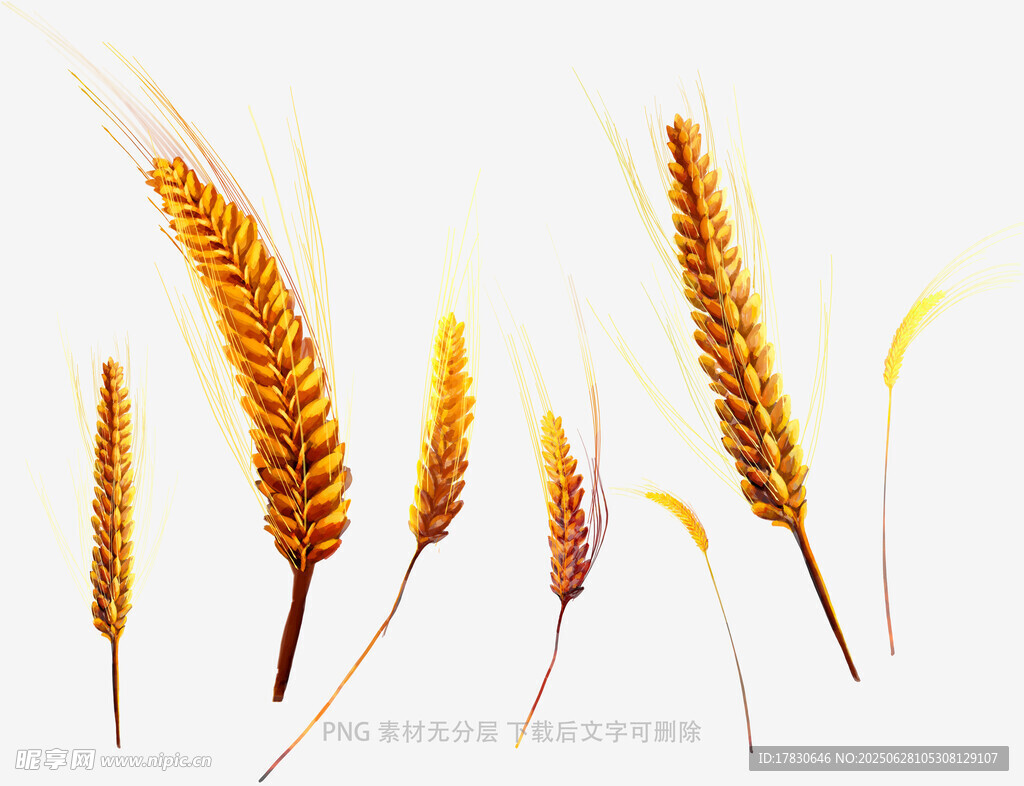 小麥稻穗
