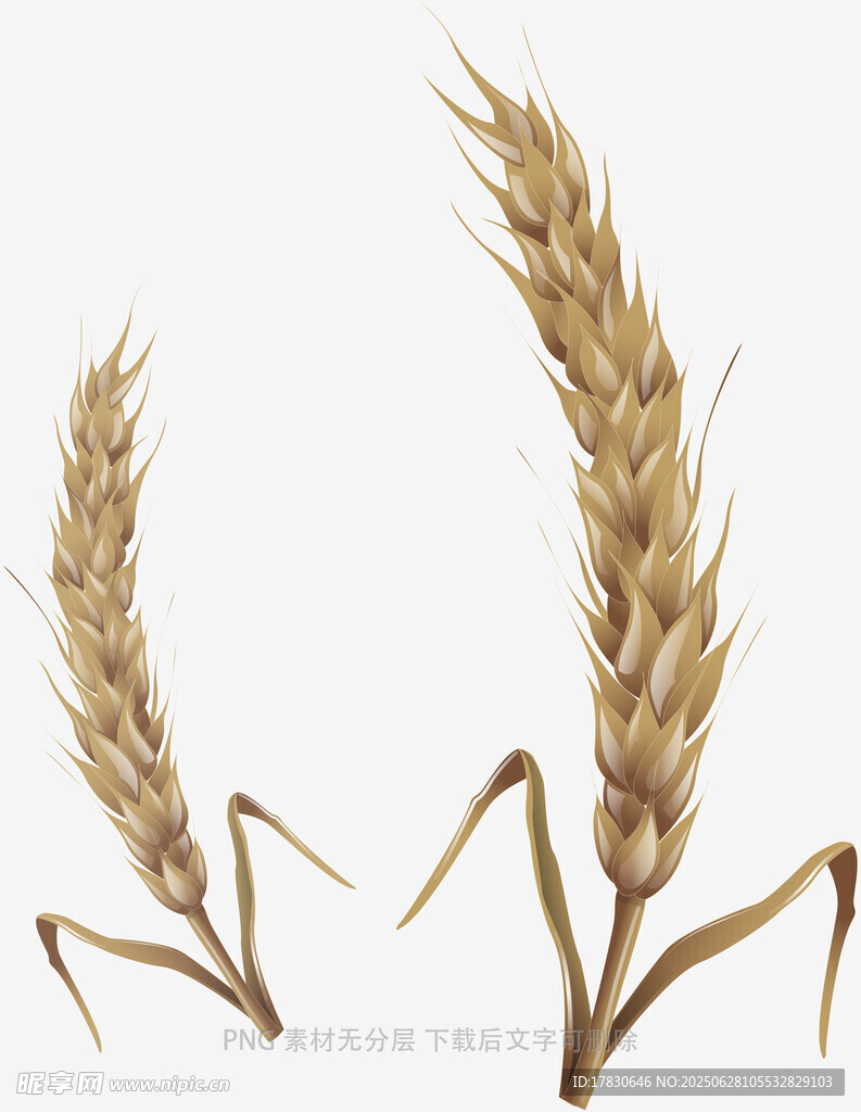 兩株飽滿(mǎn)麥穗特寫(xiě)