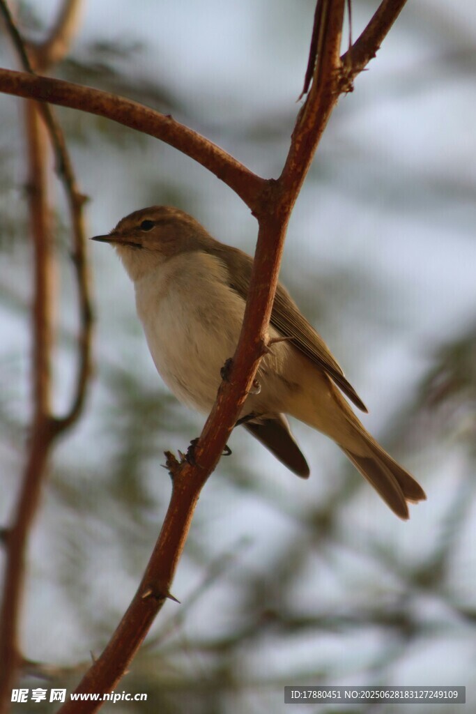北紅尾鴝鳥
